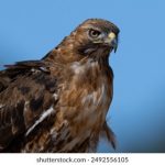 辰龙游戏官网下载步骤详解与常见问题解答 m8qy61esym